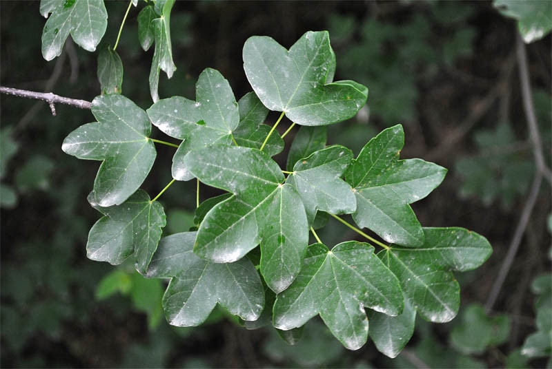 Клён, который носит имя несуществующей страны