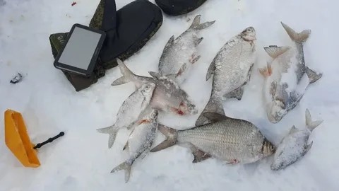 Ловля густеры зимой