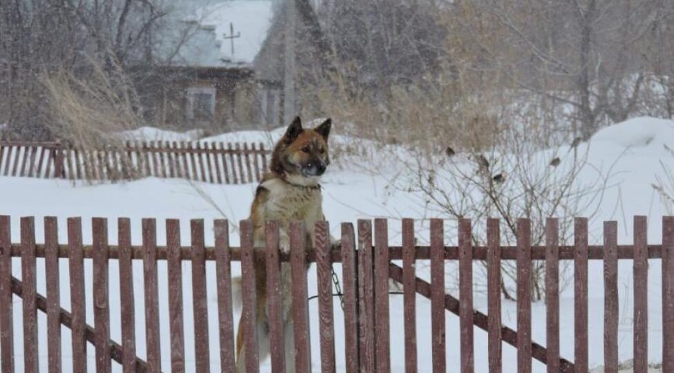 Плюсовую температуру во второй половине марта прогнозируют синоптики в Новосибирской области