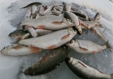 Ловля чебака зимой