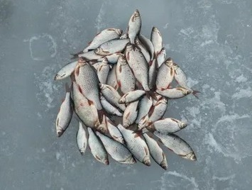 Жимний лов чебака