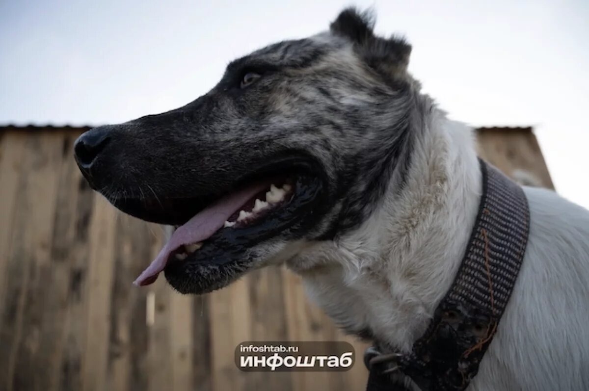    В Астрахани десятилетняя девочка отбивалась от стаи собак