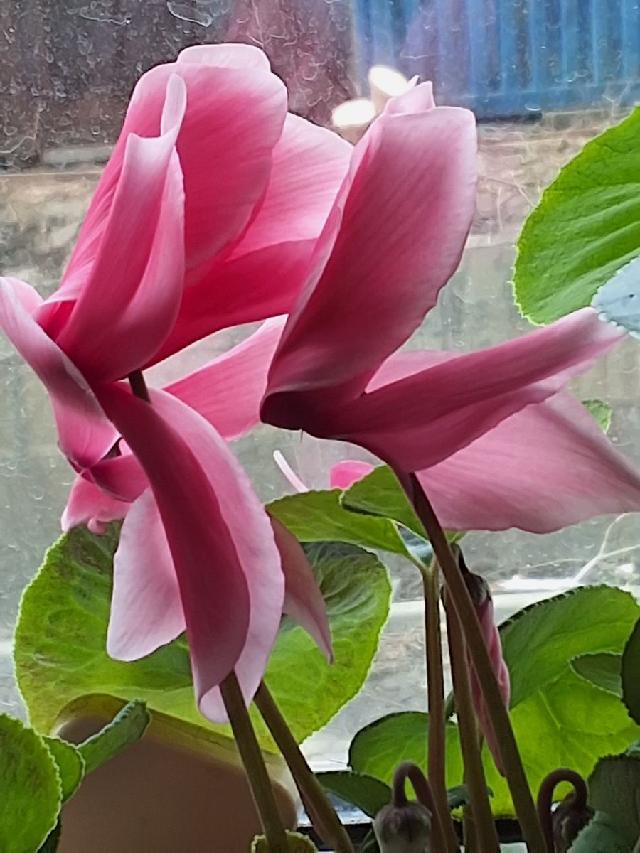 Цикламен цветет почти весь год, а летом отдыхает, запасает питание.