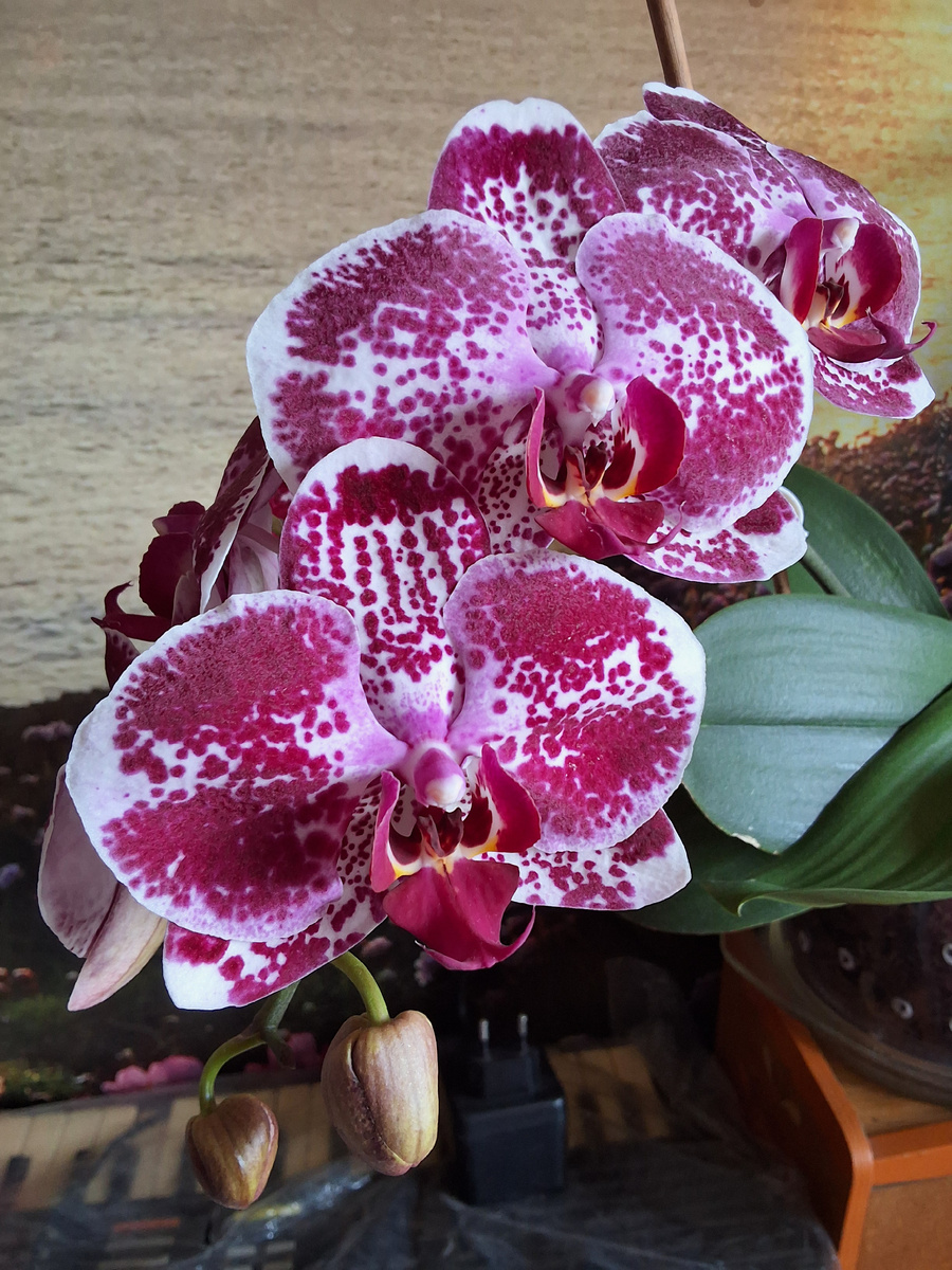 Орхидея фаленопсис