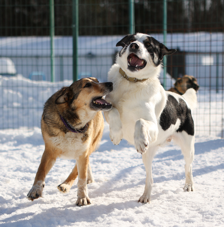    Фото: личный архив волонтеров Отдела содержания безнадзорных животных ЗАО
