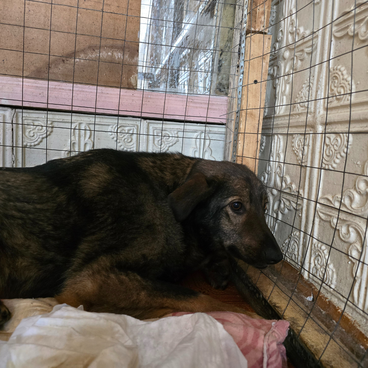 Взгляд полный страха и непонимания происходящего