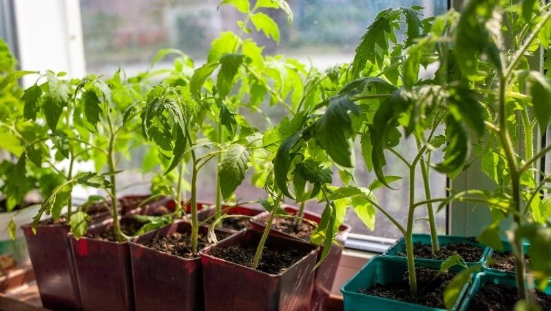      Фото: @anatoliifoto / ru.freepik.com