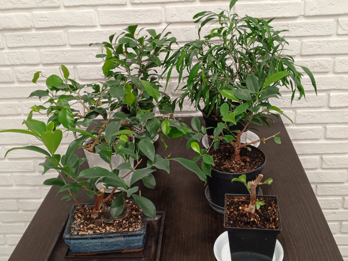 Это все мои фикусы на данный момент