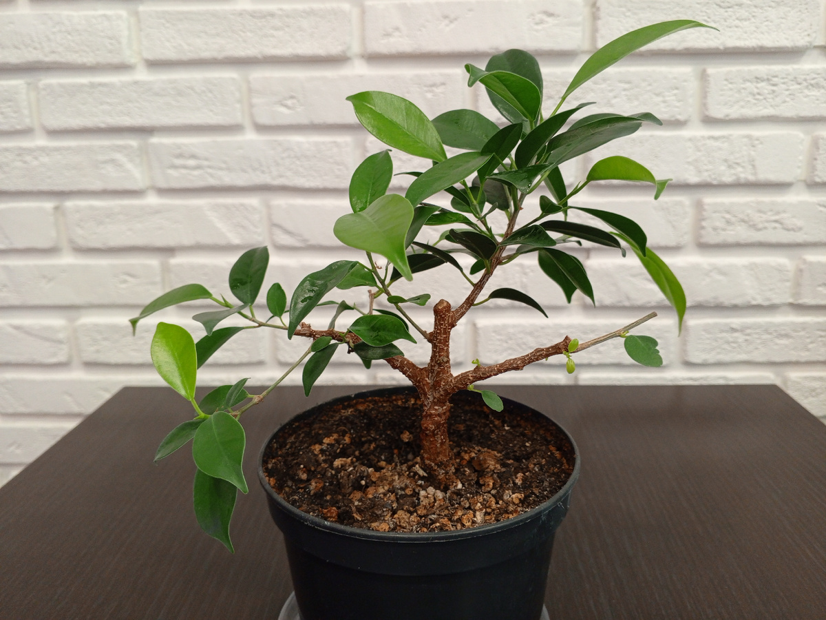 Мой фикус Ретуза