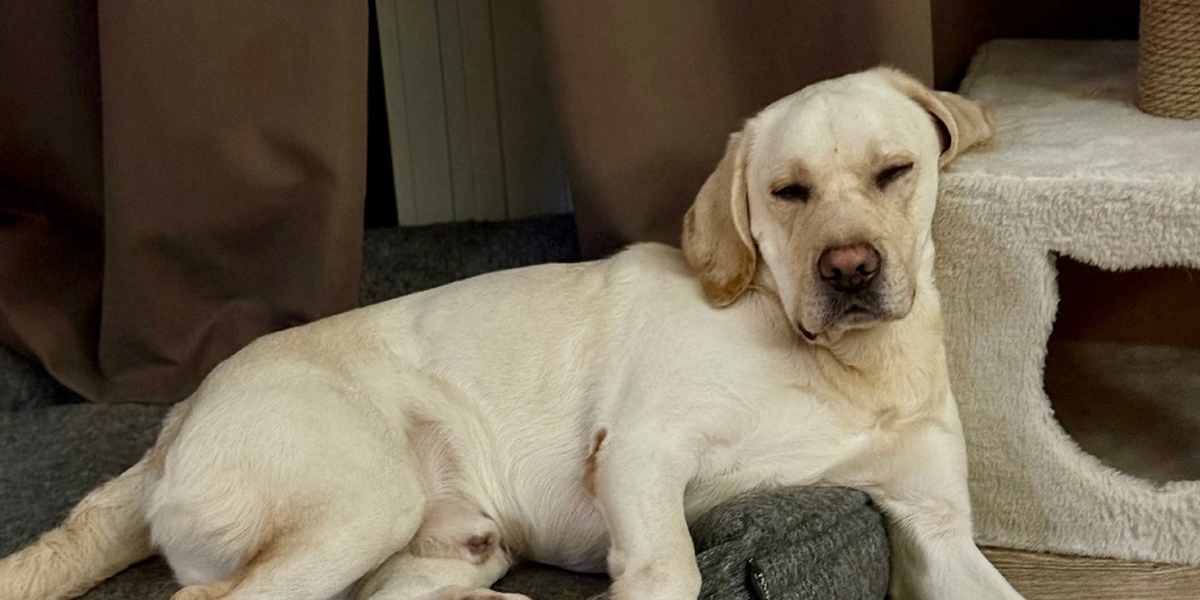 Очень удобно устроился… 🐾😴