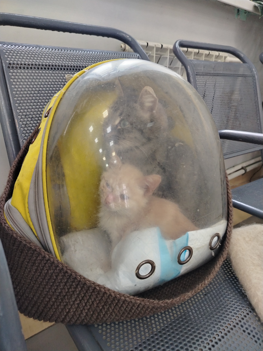 Архив. Горошек рыженький. 30 января 2026