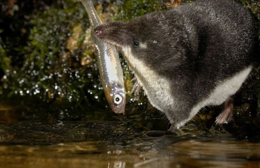 Водяная землеройка (кутора) с добычей