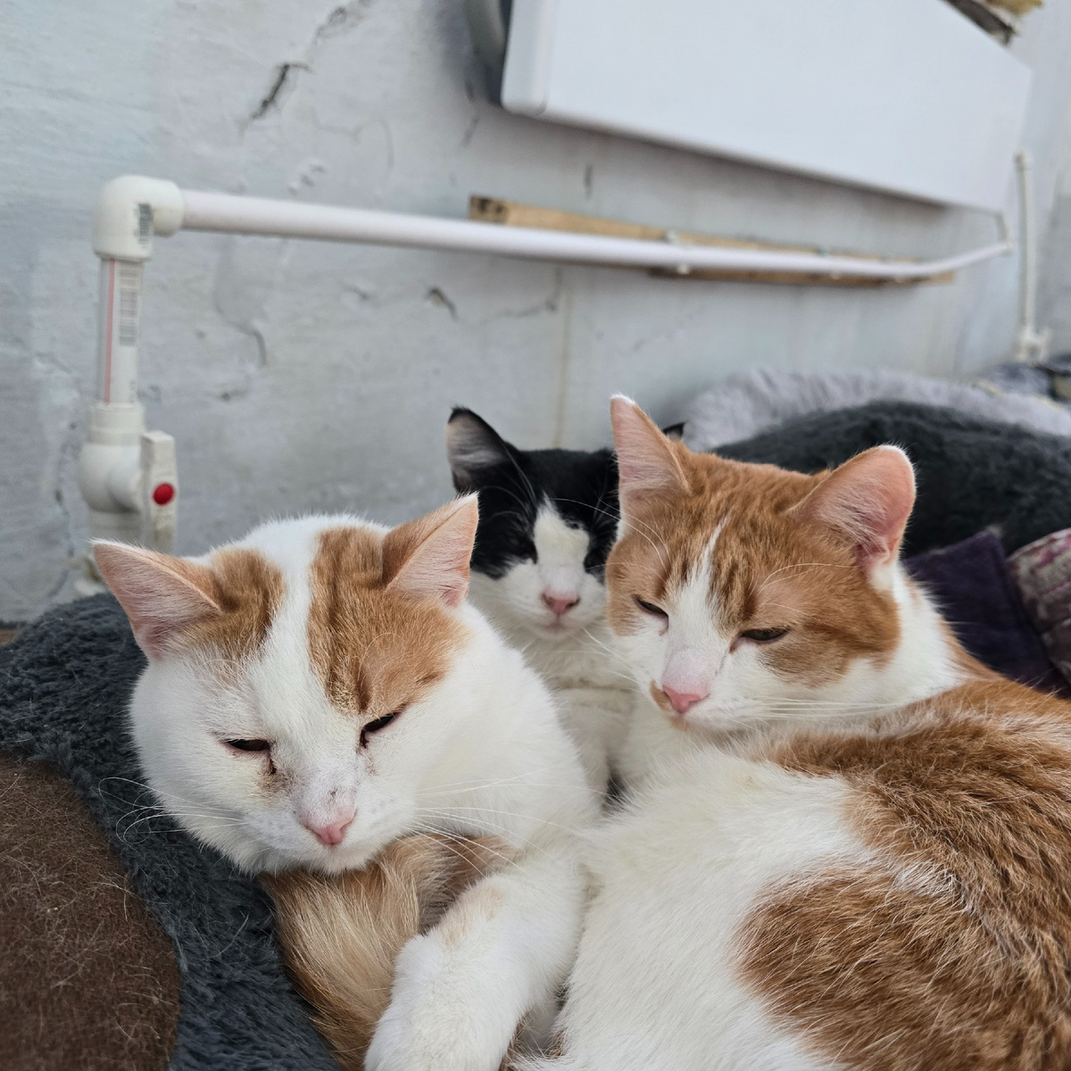 троица спящих ангелочков в обнимку