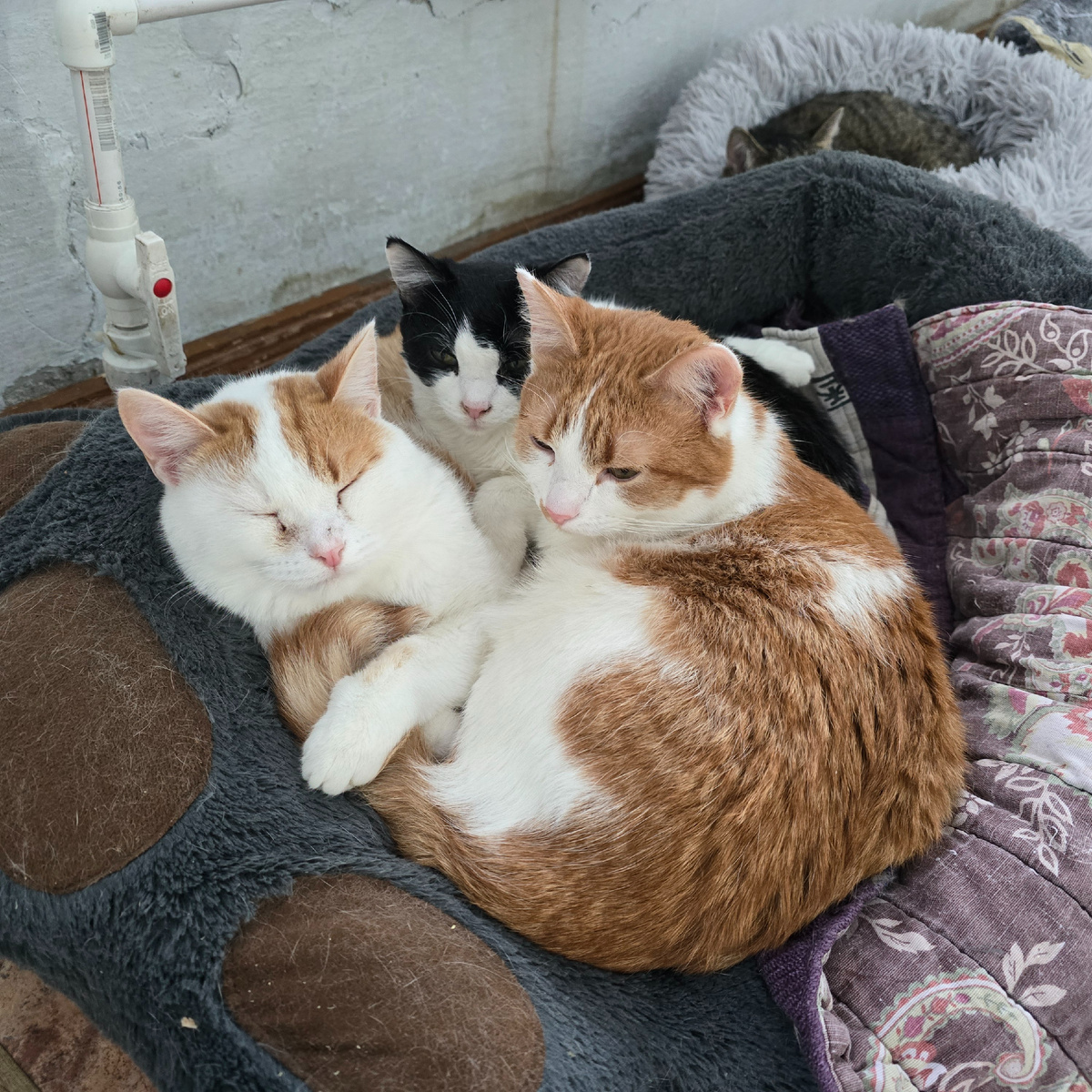 сонное царство трех пушистиков