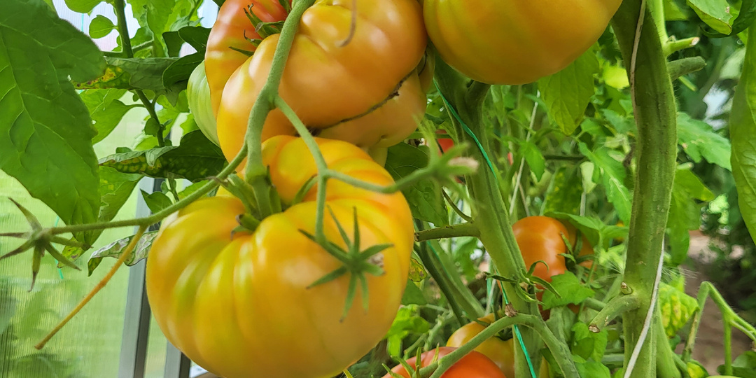 Первая и самая важная подкормка томатов для богатого урожая