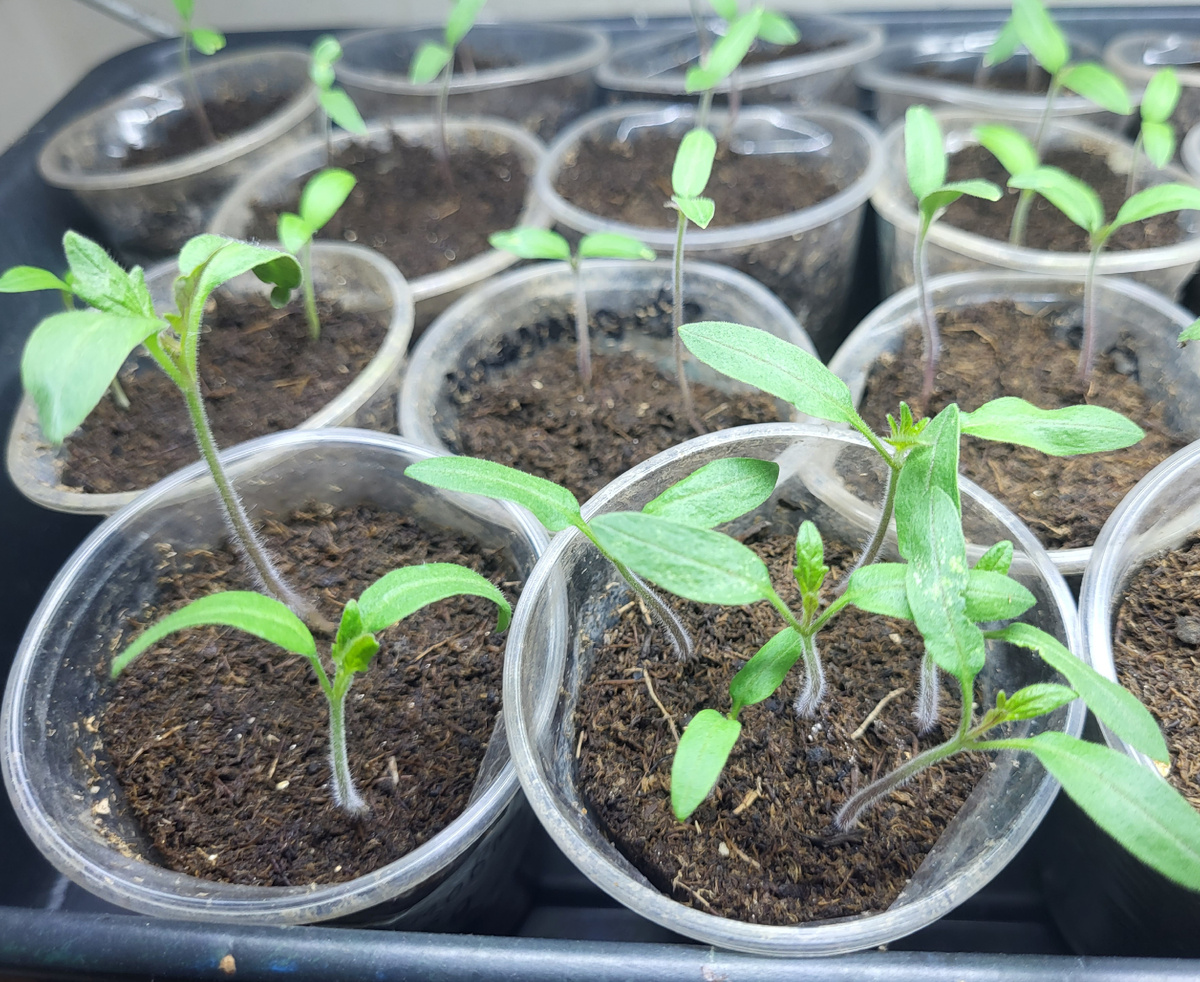 Всходы томатов через 10 дней после посева