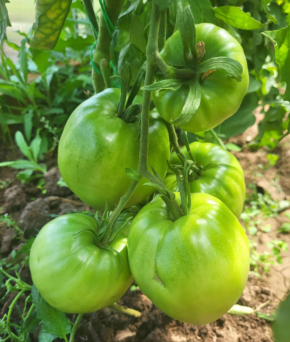 Первая плодовая кисть у томата