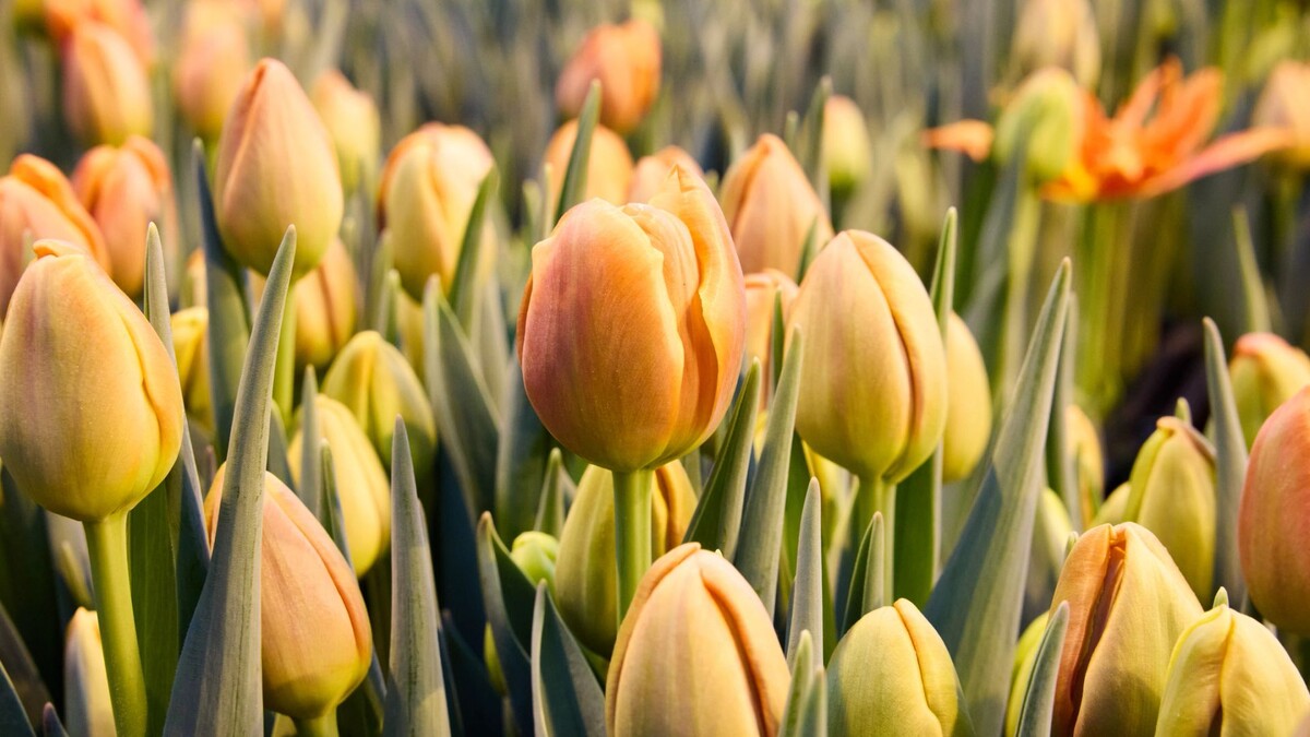    Фото: Юрий Здебский/«Ямал-Медиа»