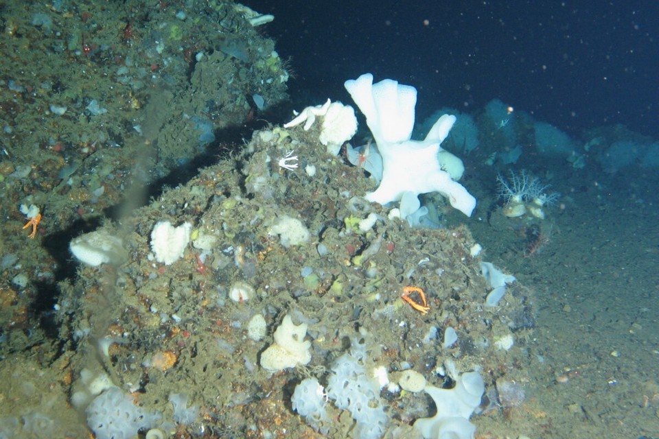    Изучить строение нового вида детально помогла современная техника. Фото: В. А. Шиловым (ННЦМБ ДВО РАН)