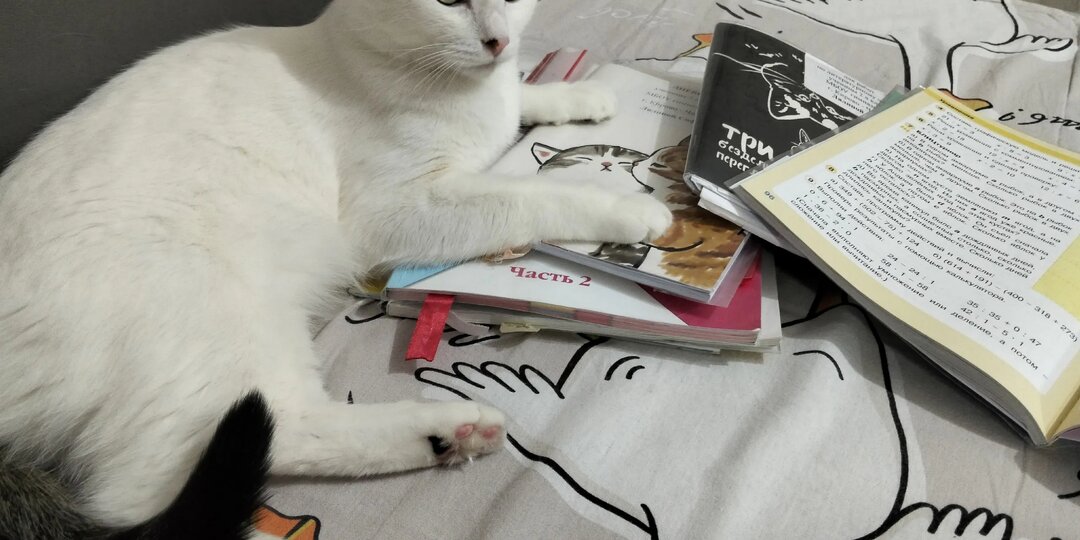 Сахарный завод в Заинске расторг договор с водителем, избившим кота