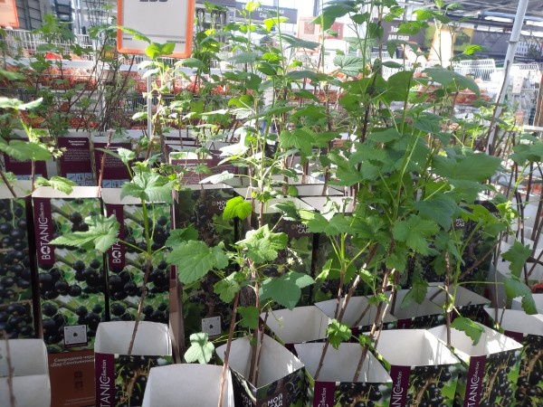 Как выбрать хороший саженец смородины и крыжовника?