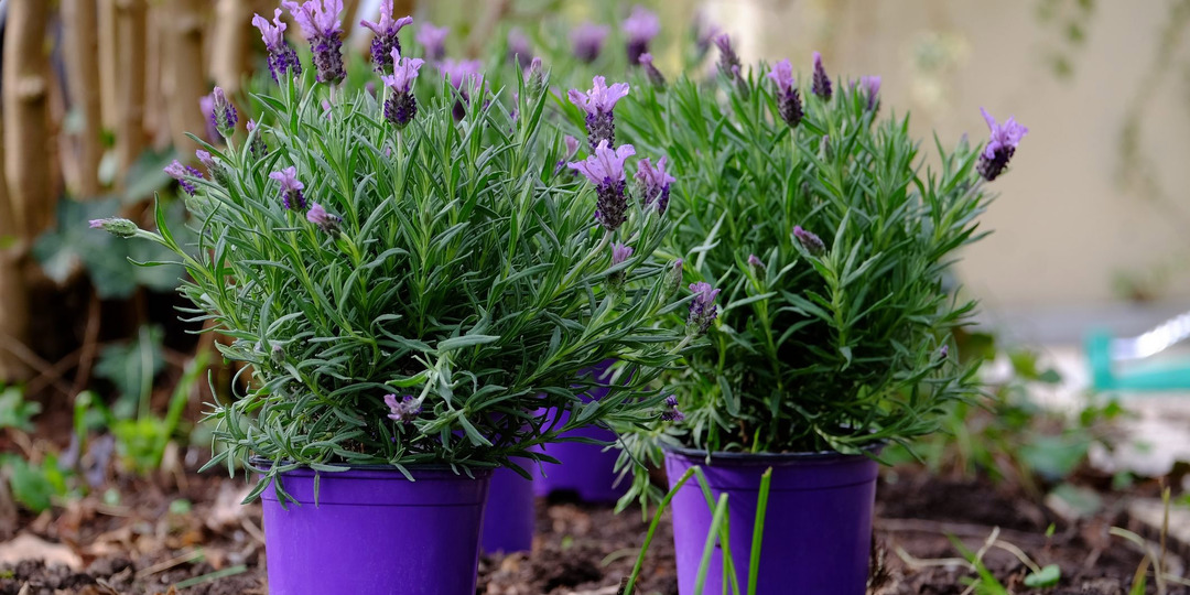 Две популярные ошибки садоводов, из-за которых не растут и не всходят семена Лаванды