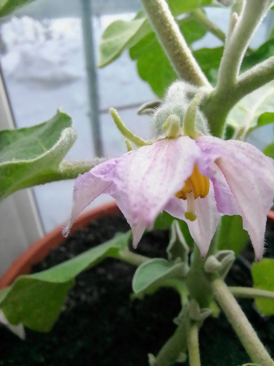 Цветок комнатного баклажана: он пониклый, рыльце находится ниже тычинок, пыльца осыпается на собственное рыльце и опыляет