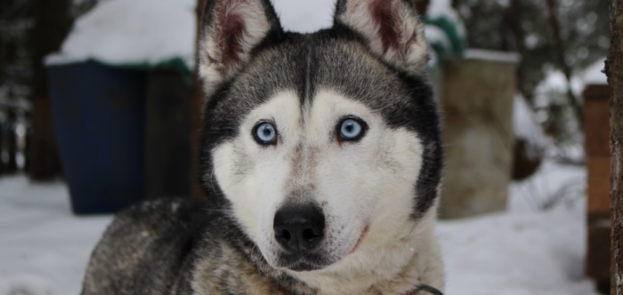 Собака думает, что белого медведя в этих краях найти намного легче чем беременную студентку / фото: pxhere.com