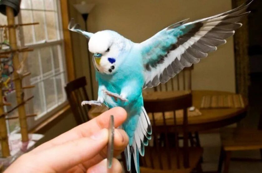 Давай полетаем, моя птичка!