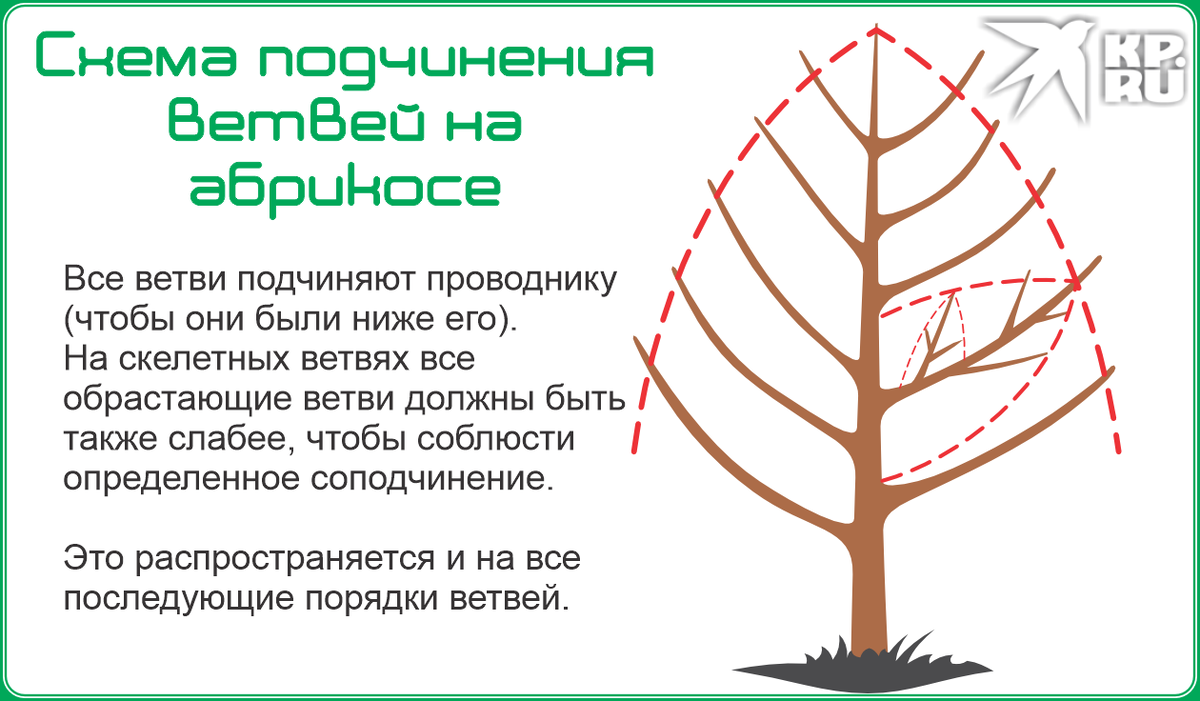 Рис. Соподчинение ветвей абрикоса  📷
