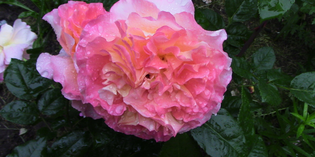 Роза Аристократка Августа Луиза.