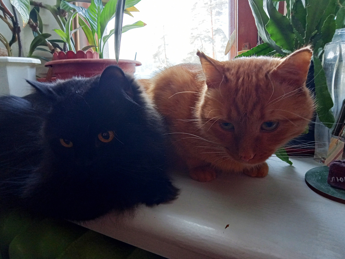 Мамина банда 