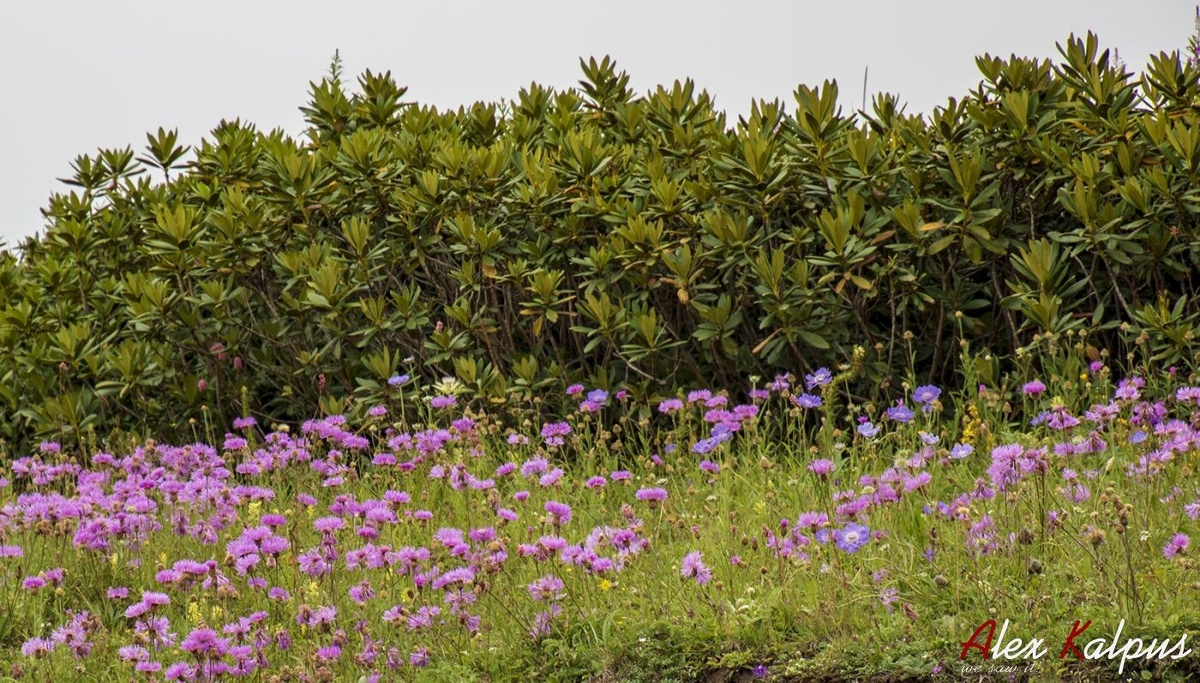 Разноцветье в горах Малого Кавказа и на заднем плане кусты отцветшего дека.