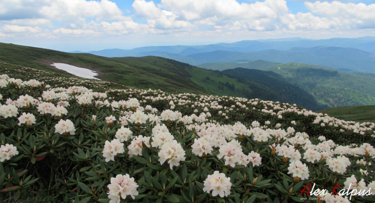 Альпийская роза Грузии: Секреты легендарного чая из дека - от высокогорных лугов до вашей чашки. Обращаю внимание, что настоятельно не советую самим собирать и готовить чай. Покупайте только в официальных магазинах в Грузии.