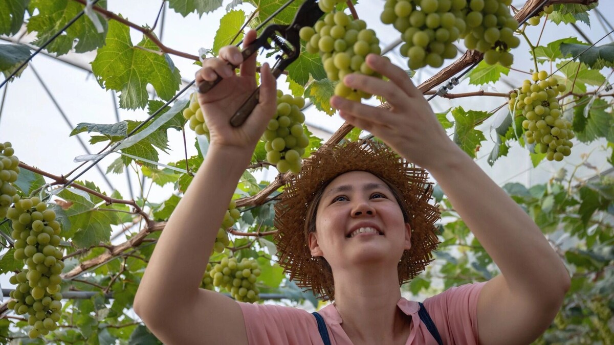    В Ростовской области массово продают участки с виноградниками   studioredcup / freepik