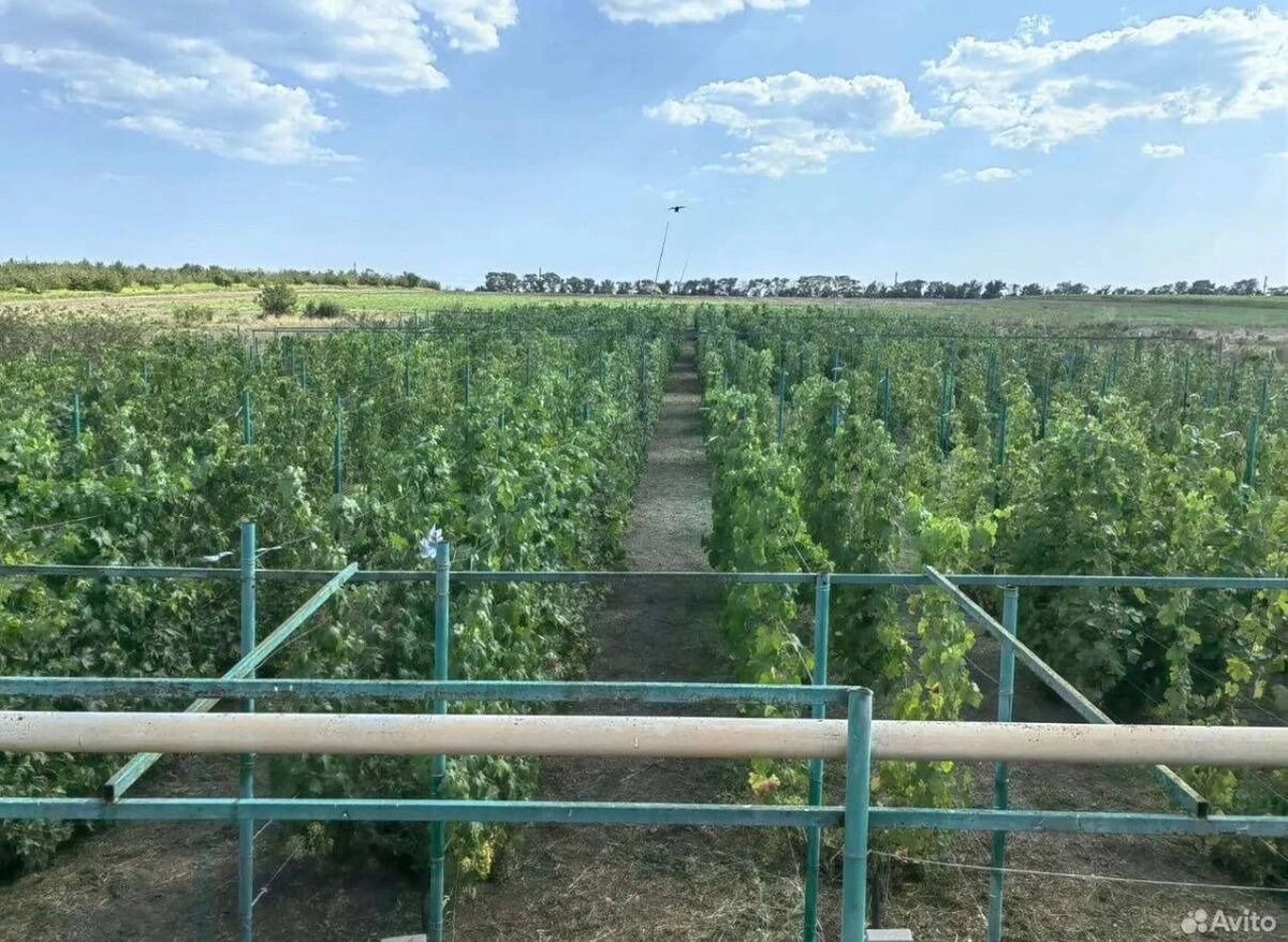    В Ростовской области массово продают участки с виноградниками   «Авито»