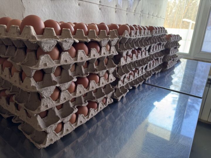    Фото:пресс-служба министерства сельского хозяйства и продовольствия Хабаровского края