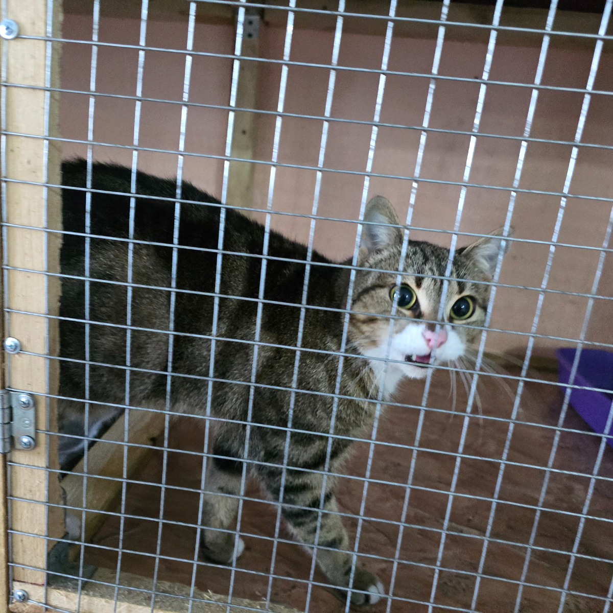 Взгляд сквозь решетку полон тоски одиночества