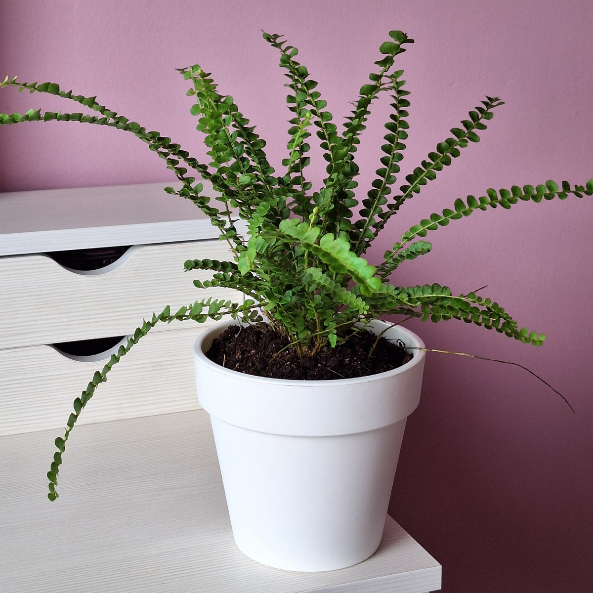 Фото автора. После пересадки выглядит, как стойкий оловянный солдатик.