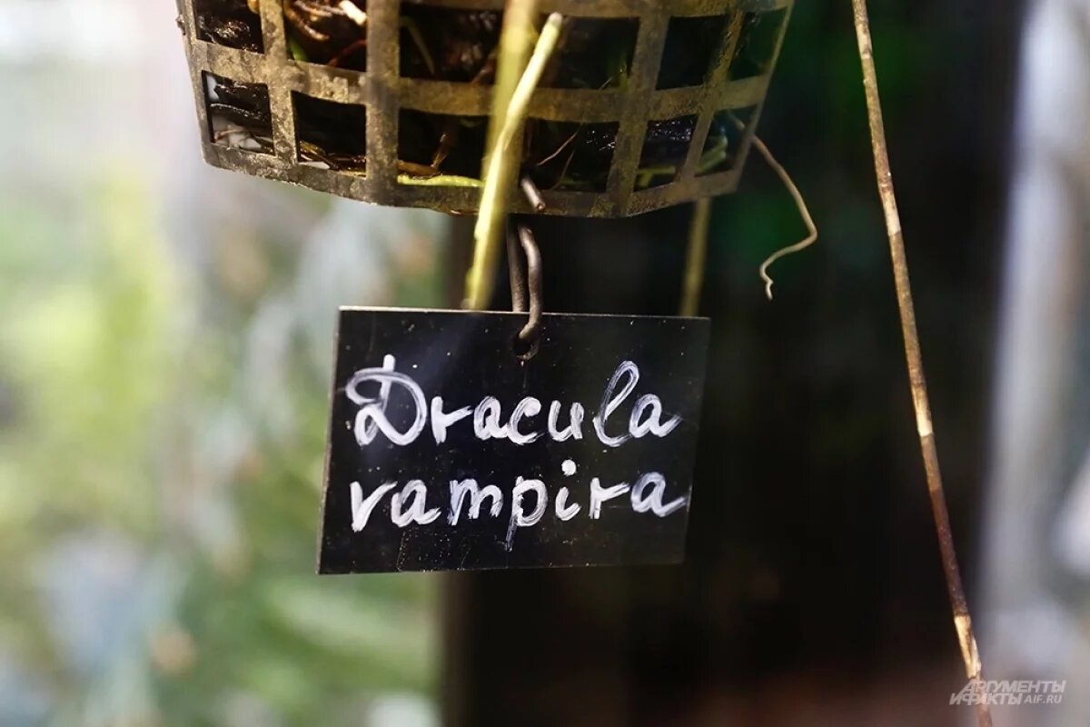    В Саратове продают деревянный «отпугиватель вампиров» за 333 рубля