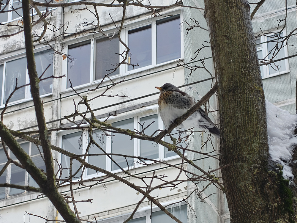 Погода в Твери 26 февраля. По Пушкину