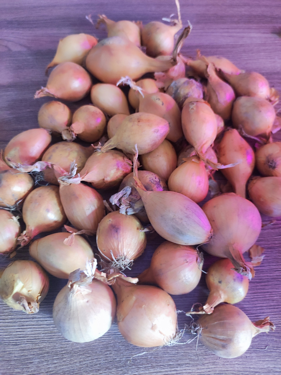 Купила Дедуля в этом году довольно крупные луковицы. На фото 500 гр.