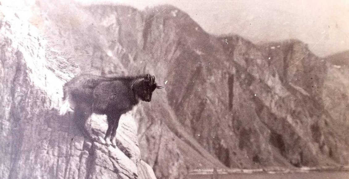    Фото из архива Сихотэ-Алинского заповедника