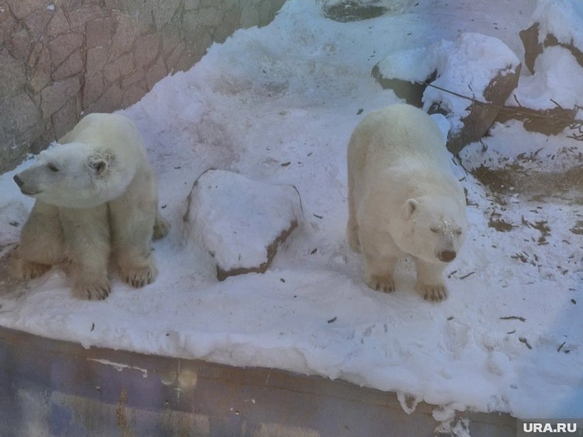     Для строительства теплого бассейна для белых медведей необходимо дополнительное финансирование