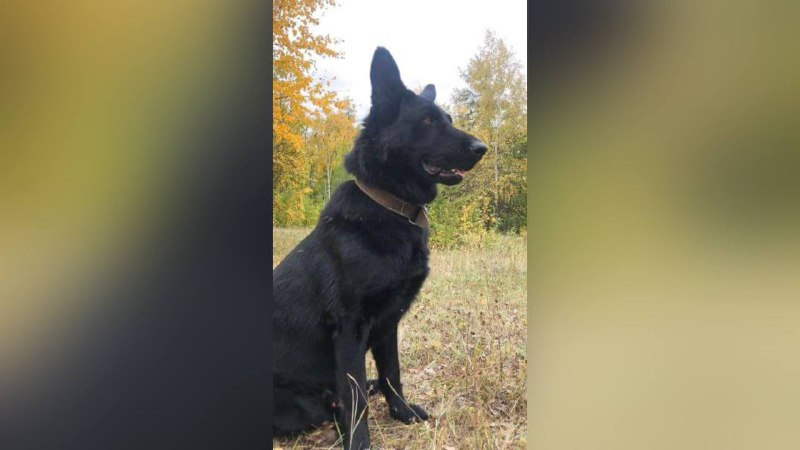 На его счету множество раскрытых преступлений и найденных без вести пропавших людей.