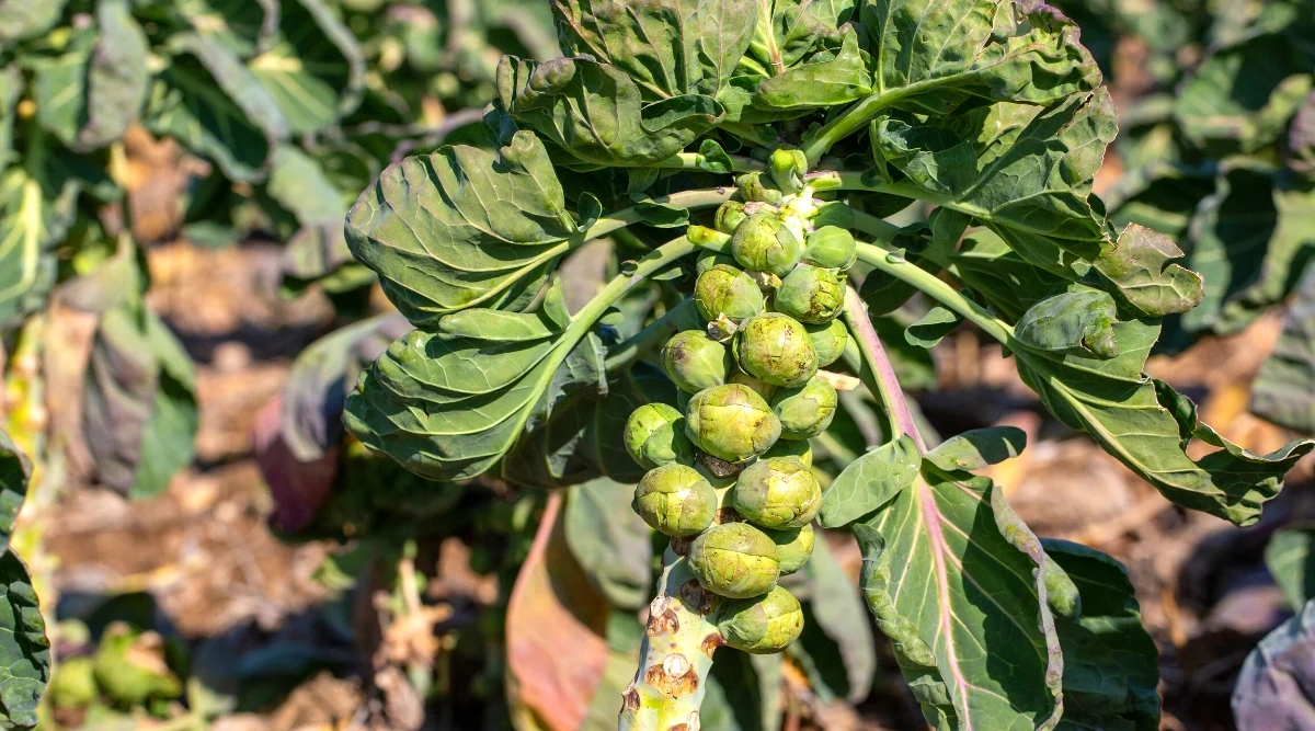 Яндекс. Картинки