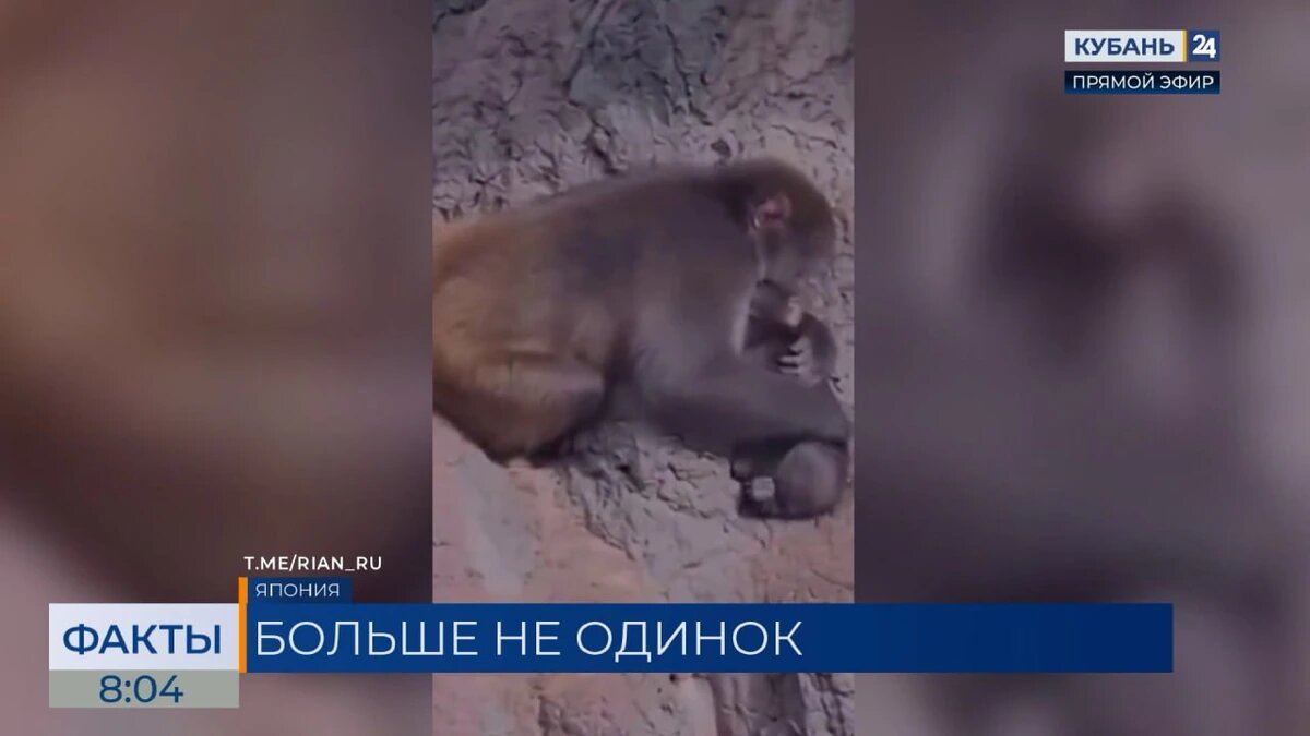    Скриншот видео телеканала «Кубань 24»