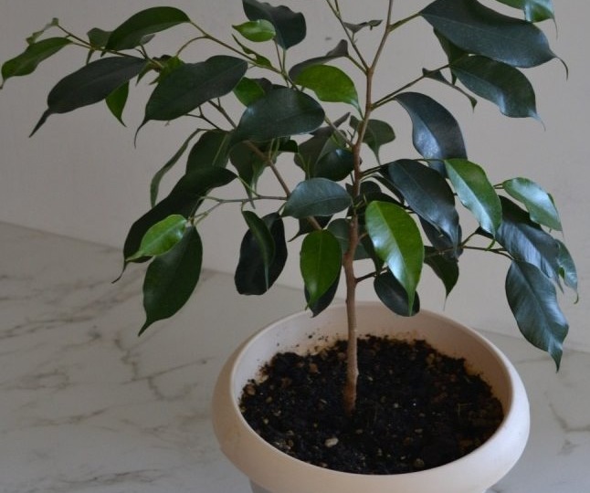 Почему фикус сбрасывает листья и как это исправить