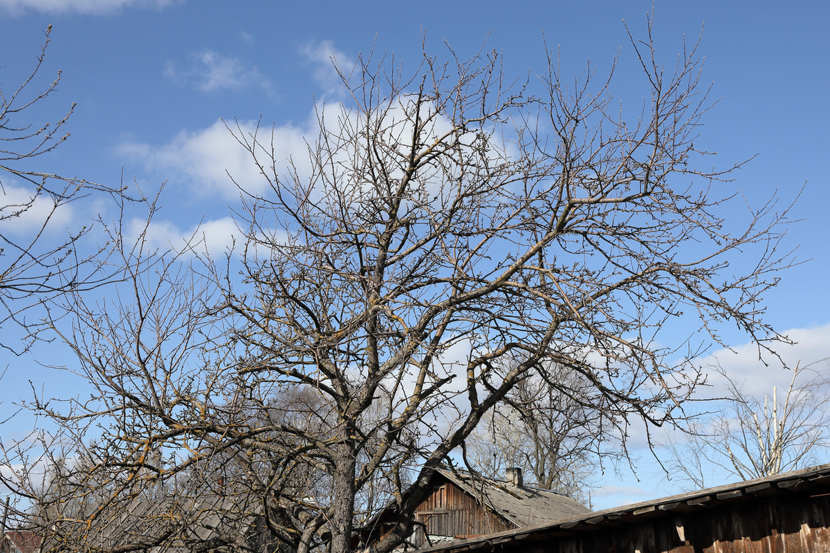    Как омолодить старую яблоню, если спилить ее рука не поднимается?