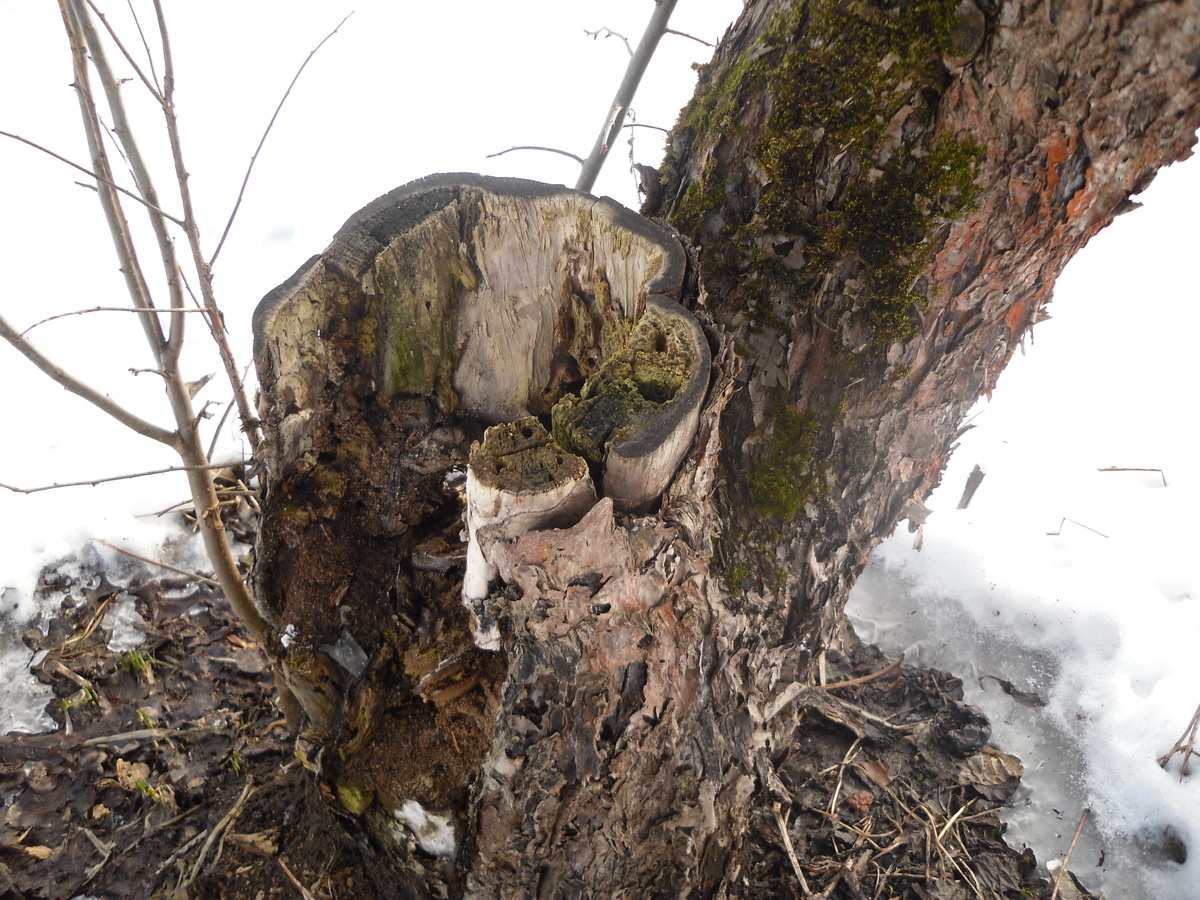    Такое дерево спасти уже не удастся, фото автора
